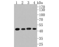 Invitrogen SCD Polyclonal Antibody 100 &mu;L; Unconjugated:Antibodies,