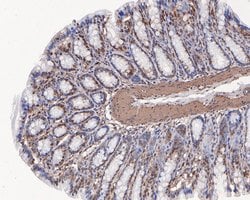Invitrogen MCRS1 Polyclonal Antibody 100 &mu;L; Unconjugated:Antibodies,