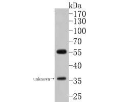 Invitrogen MCRS1 Polyclonal Antibody 100 &mu;L; Unconjugated:Antibodies,