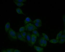 Invitrogen PAI1 Polyclonal Antibody 100 &mu;L; Unconjugated:Antibodies,