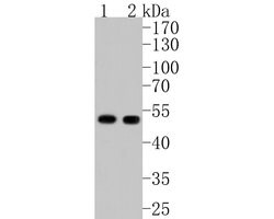 Invitrogen PAI1 Polyclonal Antibody 100 &mu;L; Unconjugated:Antibodies,
