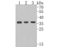 Invitrogen Aquaporin 4 Polyclonal Antibody 100 &mu;L; Unconjugated:Antibodies,
