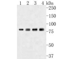 Invitrogen THOC5 Polyclonal Antibody 100 &mu;L; Unconjugated:Antibodies,