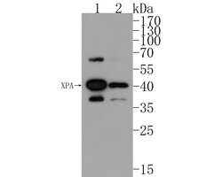 Invitrogen XPA Polyclonal Antibody 100 μL; Unconjugated:Antibodies,