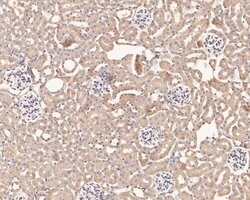 Invitrogen Wnt16 Polyclonal Antibody 100 &mu;L; Unconjugated:Antibodies,