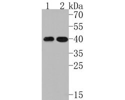 Invitrogen Wnt16 Polyclonal Antibody 100 &mu;L; Unconjugated:Antibodies,