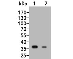 Invitrogen RGMA Polyclonal Antibody 100 &mu;L; Unconjugated:Antibodies,
