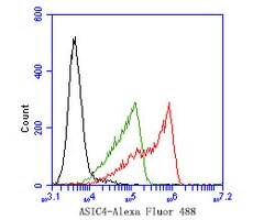 Invitrogen ASIC4 Polyclonal Antibody 100 &mu;L; Unconjugated:Antibodies,