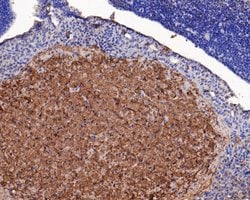 Invitrogen ASIC4 Polyclonal Antibody 100 &mu;L; Unconjugated:Antibodies,
