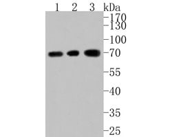 Invitrogen ASIC4 Polyclonal Antibody 100 &mu;L; Unconjugated:Antibodies,
