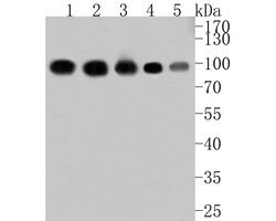 Invitrogen PRKCSH Polyclonal Antibody 100 &mu;L; Unconjugated:Antibodies,