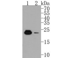 Invitrogen MAD4 Polyclonal Antibody 100 &mu;L; Unconjugated:Antibodies,