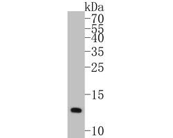 Invitrogen COX5B Polyclonal Antibody 100 &mu;L; Unconjugated:Antibodies,