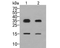 Invitrogen IL-7 Polyclonal Antibody 100 &mu;L; Unconjugated:Antibodies,
