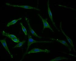 Invitrogen MAP2 Polyclonal Antibody 100 &mu;L; Unconjugated:Antibodies,