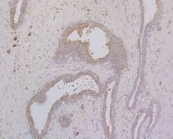 Invitrogen MAP2 Polyclonal Antibody 100 &mu;L; Unconjugated:Antibodies,