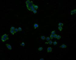 Invitrogen IL-32 Polyclonal Antibody 100 &mu;L; Unconjugated:Antibodies,