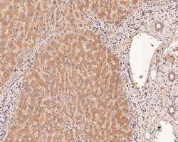 Invitrogen IL-32 Polyclonal Antibody 100 &mu;L; Unconjugated:Antibodies,