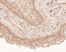 Invitrogen ZFHX3 Polyclonal Antibody 100 &mu;L; Unconjugated:Antibodies,