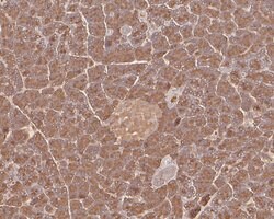 Invitrogen Trypsin 2 Polyclonal Antibody 100 &mu;L; Unconjugated:Antibodies,