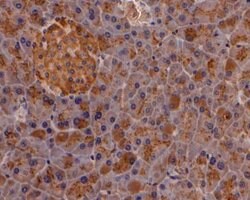 Invitrogen Trypsin 2 Polyclonal Antibody 100 &mu;L; Unconjugated:Antibodies,