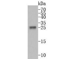 Invitrogen Trypsin 2 Polyclonal Antibody 100 &mu;L; Unconjugated:Antibodies,