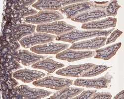 Invitrogen TAF1 Polyclonal Antibody 100 &mu;L; Unconjugated:Antibodies,