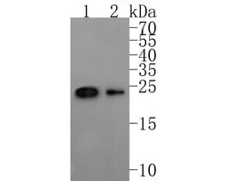 Invitrogen TAF1 Polyclonal Antibody 100 &mu;L; Unconjugated:Antibodies,