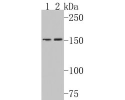 Invitrogen Collagen IV Polyclonal Antibody 100 &mu;L; Unconjugated:Antibodies,