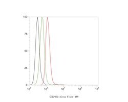 Invitrogen GOLPH3L Polyclonal Antibody 100 &mu;L | Buy Online | Invitrogen&trade; | Fisher Scientific