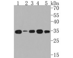 Invitrogen GOLPH3L Polyclonal Antibody 100 &mu;L | Buy Online | Invitrogen&trade; | Fisher Scientific