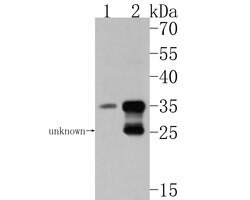 Invitrogen GOLPH3L Polyclonal Antibody 100 &mu;L | Buy Online | Invitrogen&trade; | Fisher Scientific