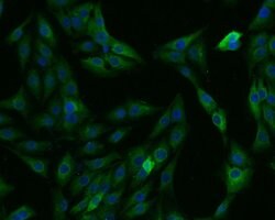 Invitrogen CATSPER4 Polyclonal Antibody 100 &mu;L; Unconjugated:Antibodies,