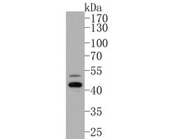 Invitrogen CATSPER4 Polyclonal Antibody 100 &mu;L; Unconjugated:Antibodies,