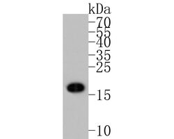 Invitrogen CATSPER4 Polyclonal Antibody 100 &mu;L; Unconjugated:Antibodies,