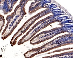 Invitrogen KCNK6 Polyclonal Antibody 100 &mu;L; Unconjugated:Antibodies,