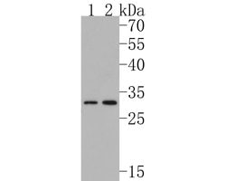Invitrogen KCNK6 Polyclonal Antibody 100 &mu;L; Unconjugated:Antibodies,