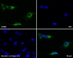 Invitrogen CLCNKB Polyclonal Antibody 100 μL; Unconjugated:Antibodies,