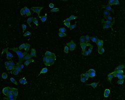 Invitrogen Presenilin 1 Polyclonal Antibody 100 &mu;L; Unconjugated:Antibodies,