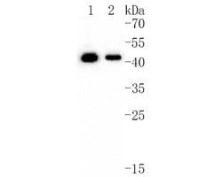 Invitrogen Presenilin 1 Polyclonal Antibody 100 &mu;L; Unconjugated:Antibodies,