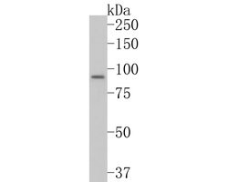 Invitrogen SKI Polyclonal Antibody 100 &mu;L; Unconjugated:Antibodies,