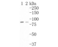 Invitrogen SKI Polyclonal Antibody 100 &mu;L; Unconjugated:Antibodies,