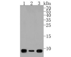 Invitrogen UCRC Polyclonal Antibody 100 &mu;L; Unconjugated:Antibodies,