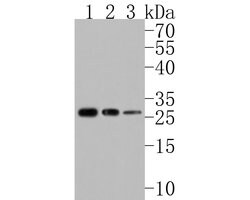 Invitrogen DRAP1 Polyclonal Antibody 100 μL; Unconjugated:Antibodies,