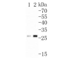 Invitrogen DRAP1 Polyclonal Antibody 100 μL; Unconjugated:Antibodies,