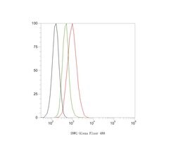 Invitrogen SNW1 Polyclonal Antibody 100 &mu;L; Unconjugated:Antibodies,
