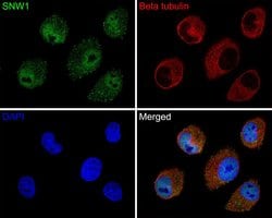Invitrogen SNW1 Polyclonal Antibody 100 &mu;L; Unconjugated:Antibodies,