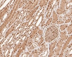 Invitrogen SNW1 Polyclonal Antibody 100 &mu;L; Unconjugated:Antibodies,