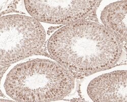 Invitrogen SNW1 Polyclonal Antibody 100 &mu;L; Unconjugated:Antibodies,
