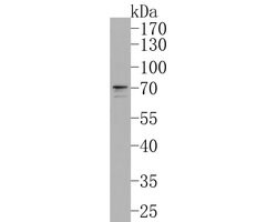 Invitrogen SNW1 Polyclonal Antibody 100 &mu;L; Unconjugated:Antibodies,